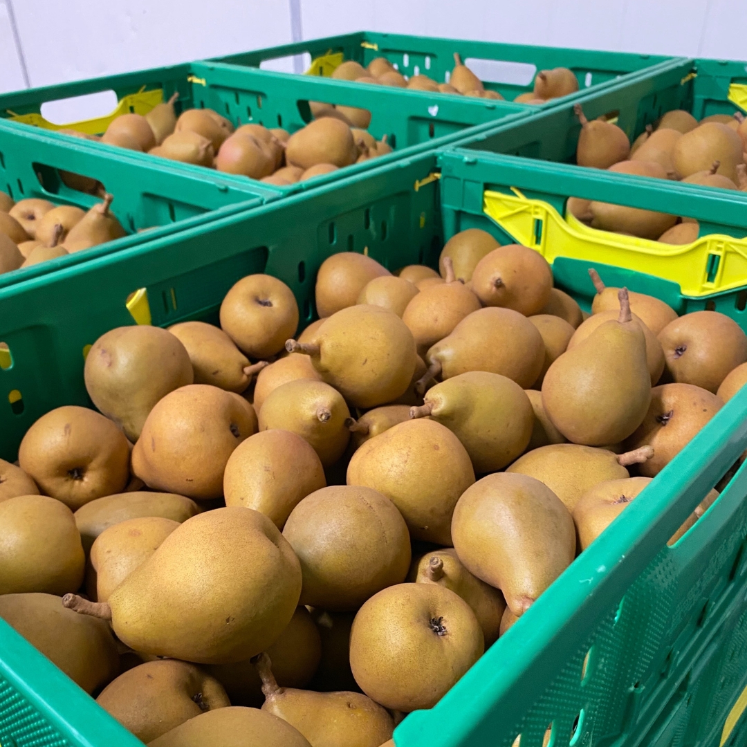 Buy Pears - Taylors Gold Online NZ - Twisted Citrus